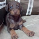 벨라켄넬 이미지