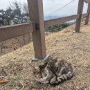 87 | 실외판 고양이카페 충남 홍성 용봉산 등산 후기