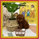 퍼피댕 강아지분양 안심분양소 광명점 말티푸 미니비숑 토이푸들 이미지