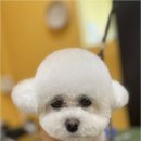사랑받개