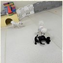 청주 애견유치원 꼬리흔들개Lucky | 청주애견유치원 우리 아이의 새로운 안식처, 꼬리흔들개Lucky