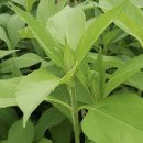 잎도 나물로 먹을수 있는 뚱딴지 [돼지감자] 이미지