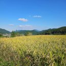 수아농장 | 합천 &#39;해경농원&#39;에서 표고버섯따기 &amp; 버섯장아찌 만들기 체험 후기