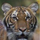 호랑이네 이미지