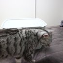 비비카라산업 | 고양이 옷 정리 - 그간 모아둔 고양이 인식표 넥카라 정리해보기