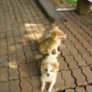 뽀미농장 이미지