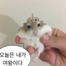 청춘헤어 | [서울 경복궁/한복대여점] 청춘한복아랑 야외 스냅사진 촬영 후기(+사진 tip)