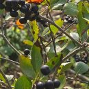 피서농장 이미지