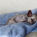 늙은 개 이미지