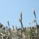 장산억새밭 이미지