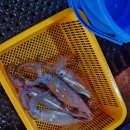 주문진산오징어 | [공지] 강릉 가볼만한곳 주문진항 풍물시장 산오징어 회 시세 손질 포장