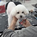 청 애견미용 티스토리