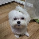 메이숑 네이버블로그