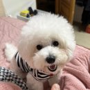 나에개, 반하냥 이미지