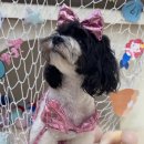 리본반려견 유치원 이미지