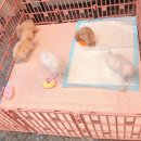 푸른들 동물병원 이미지