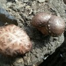 동막골 농장 이미지