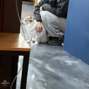 목화병원 | 260214 진돗개 대형견 24kg 스케일링 후기 (feat. 강아지 턱떨림 원인, 강아지 치과 병원 추천 | 베를린...