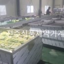 기성절임배추