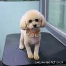 사쿠란보애견샵 부산대점 이미지