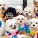 학교종이 댕댕댕 이미지