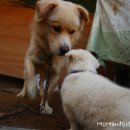 아기강아지 이미지