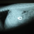 하일동물병원 이미지