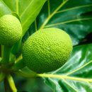 브레드나무 이미지