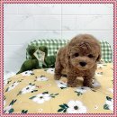 마마스미독 강아지분양 대전점 이미지