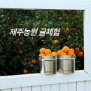 귤향체험농원 | 제주 동쪽 여행 귤따기체험, 제주농원 추천 후기