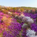 4월 중순부터 5월 중순까지 전국 진분홍빛 진달래 축제 이미지