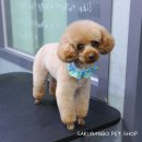 사쿠란보애견샵 부산대점 이미지