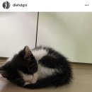 행복한집사 이미지