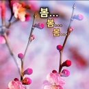 봄날 Daum카페