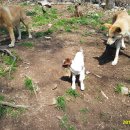 아기염소 이미지