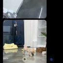 뽀드미엘 | 성당동 애견미용 잘하는 뽀드미엘