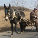 워낭소리 이미지