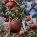 드림농원 이미지