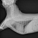 온아동물의료센터 이미지