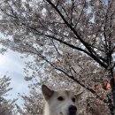 방촌세탁소 이미지