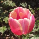 착한바보 이미지