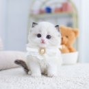 개인화물463 | 수원/용인 씰바이랙돌 남아 분양해요~!