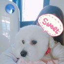 봉순이네 펫살롱 네이버블로그
