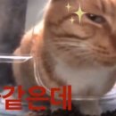 뽑고 또 뽑고 이미지