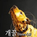 개꿀 Daum카페