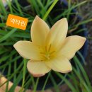 702033 Daum카페