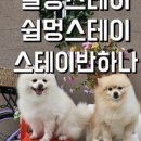 제주애견펜션 쉼멍스테이