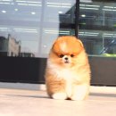 강아지는 내 운명 이미지