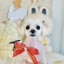 에이프릴펫 이미지