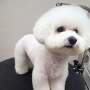 늘 예쁘개 이미지